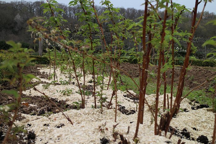 Как подготовить кусты малины к зиме осенью