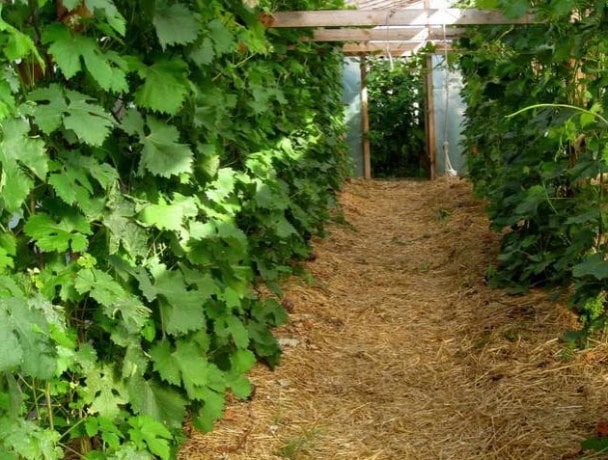 Как пересаживать виноград на новое место — когда это лучше делать?