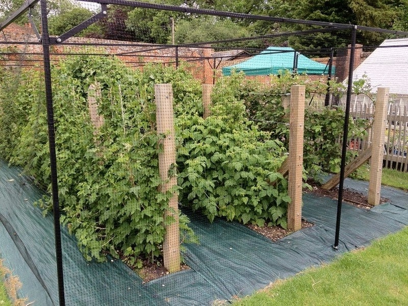 Правильное мульчирование малины по осени