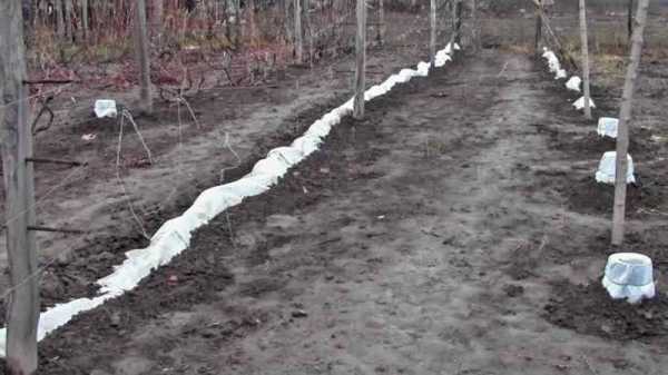 Как правильно подготовить виноград к зимовке?