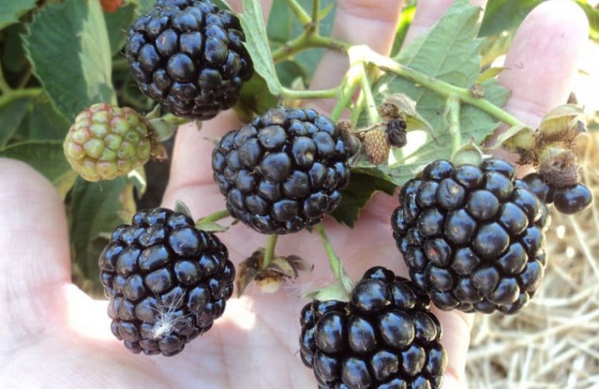 Виды ягодного кустарника ежевики и их описание