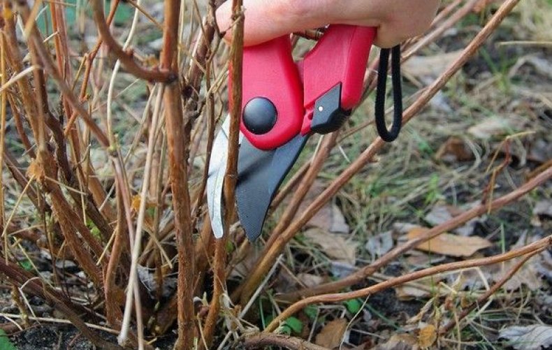 Отличие малины Польки от других ремонтантных сортов