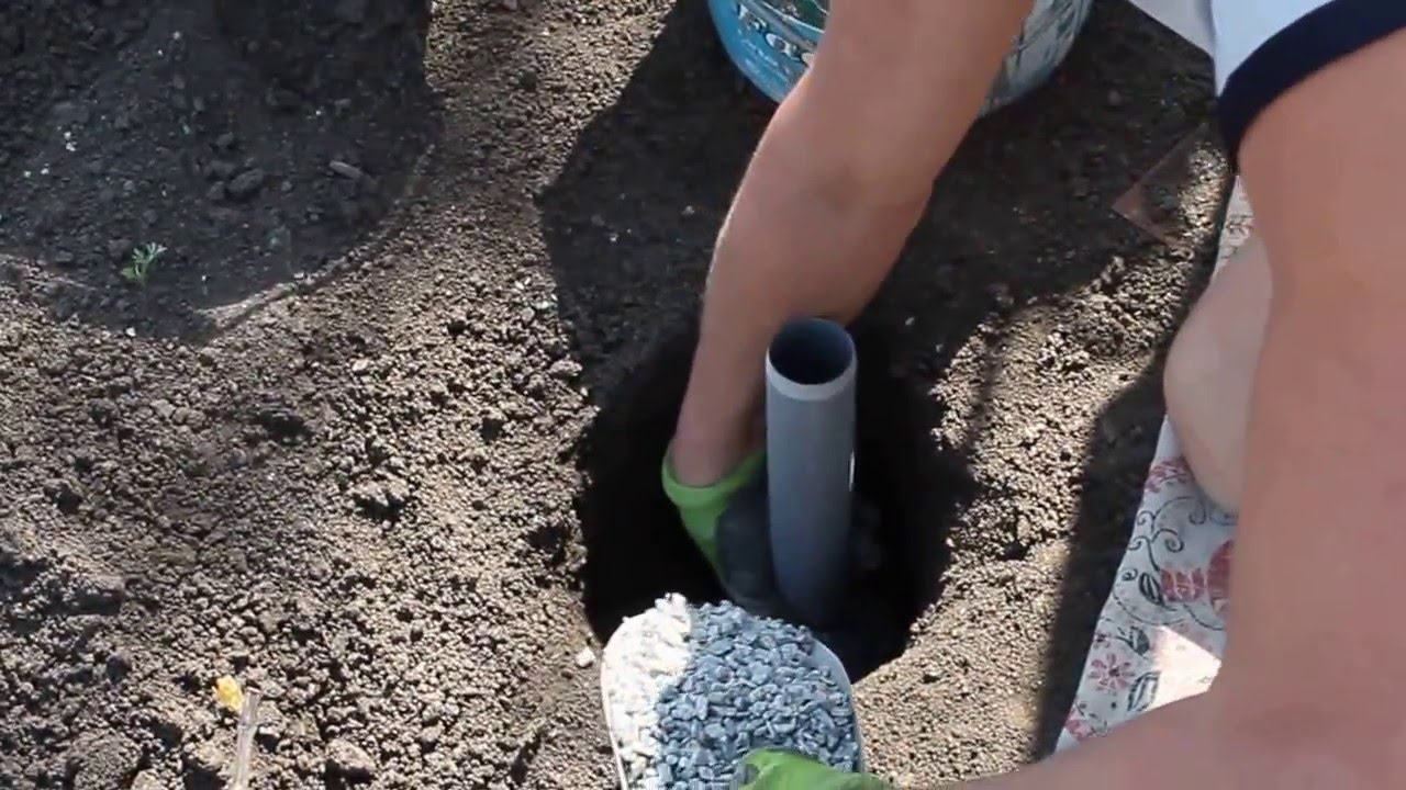 Характеристики желтого винограда Галахад — как выращивать