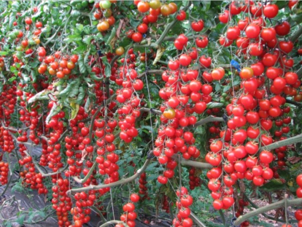 Высокоурожайные сорта томатов для теплиц из поликарбоната