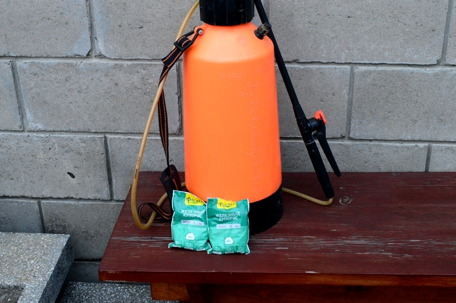 Как ухаживать за виноградом в осенний период