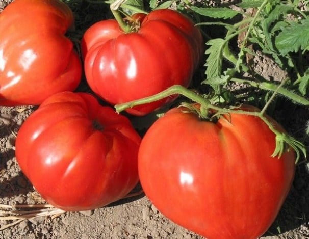 Обзор проверенных сортов и гибридов розовых томатов