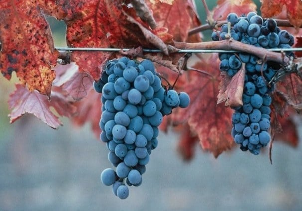 Описание сорта винограда Саперави — как выращивать