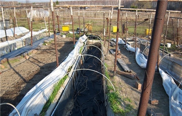 Методология выращивания виноградной лозы сорта Зилга