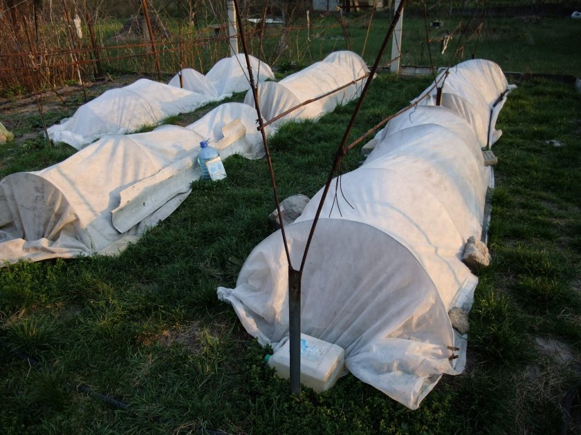 Разновидность винограда Кишмиш Аттика — посадка и уход