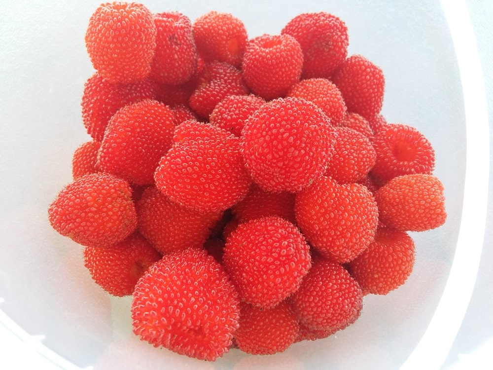 Описание тибетской розолистной земляничной малины