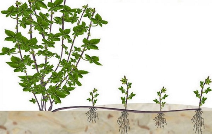 Новый ранний сорт ежевики с крупными плодами Карака Блэк