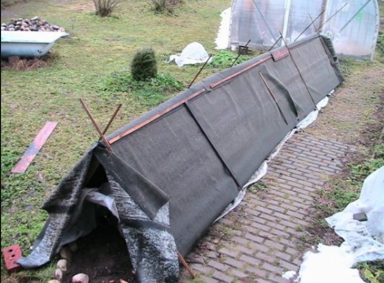 Выращивание винограда и уход за ним в средней полосе для новичков