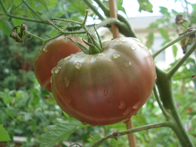 Описание необыкновенных сортов черных помидоров