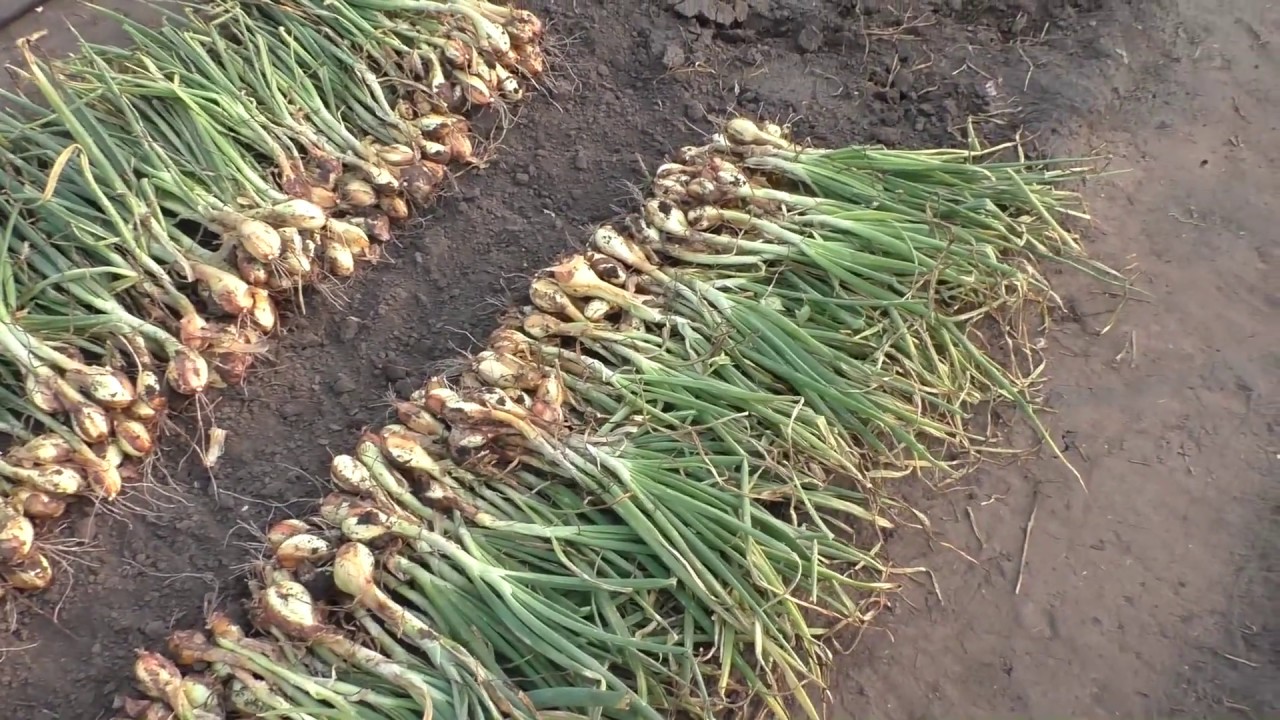 Лучшее время посева, техника выращивания лука Сорокозубки