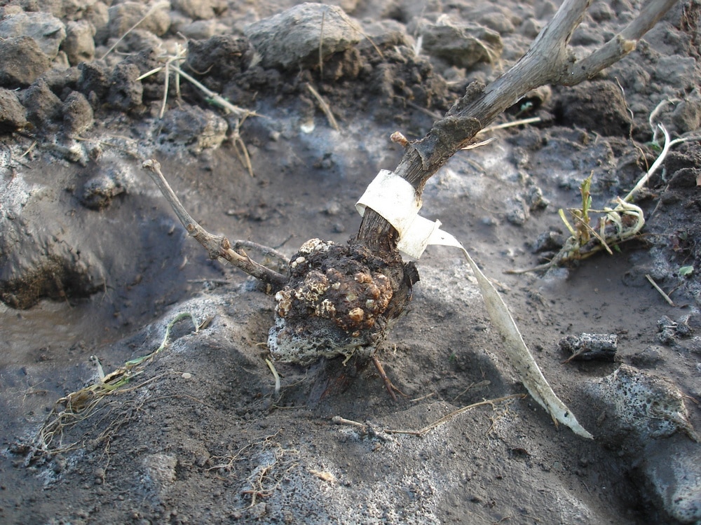 Описание винограда Надежда АЗОС — что это за разновидность?