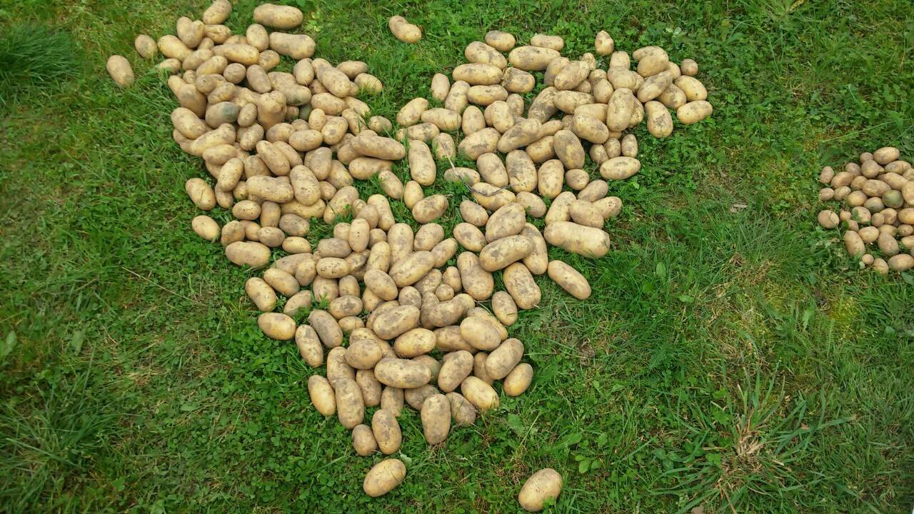 Описание семенного картофеля Королева Анна