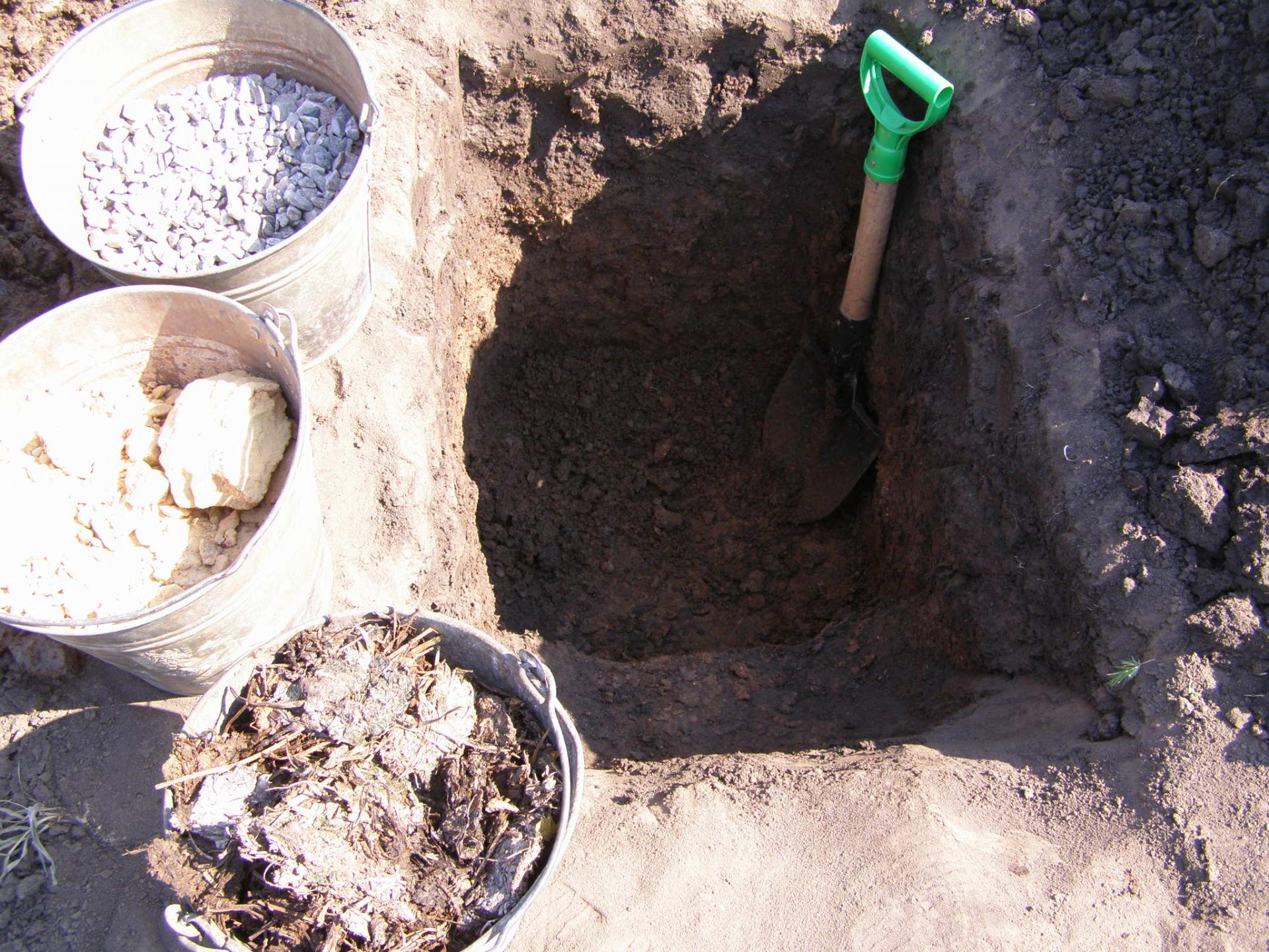 Выращивание винограда в Подмосковье в открытом грунте