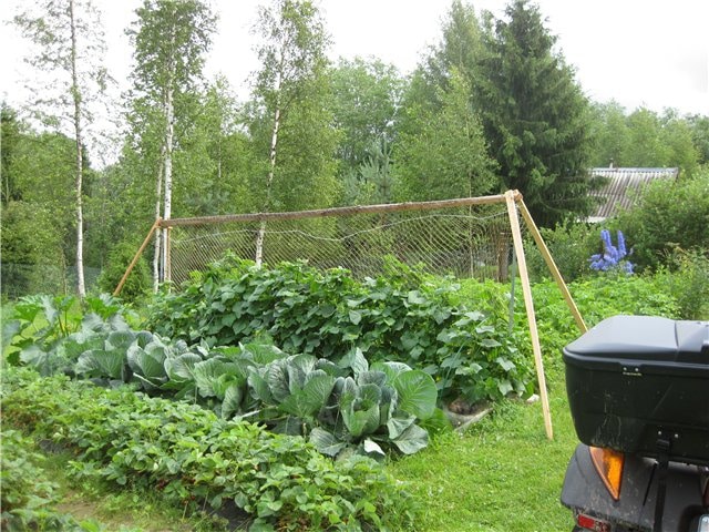 Что сажать на следующий год после огурца