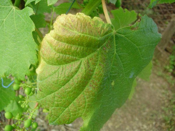 Почему на листьях виноградной лозы появляются пятна — чем обрабатывать?