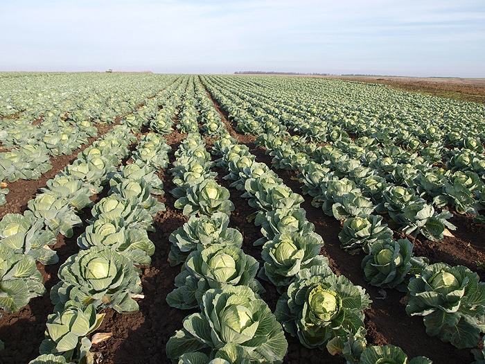 Описание сорта капусты Колобок и его свойства