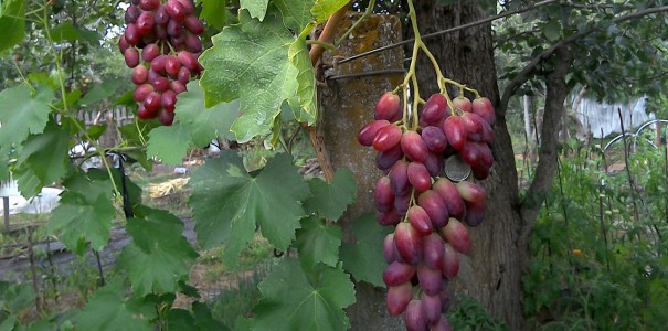 Выращивание винограда Ризамат — как правильно это делать?