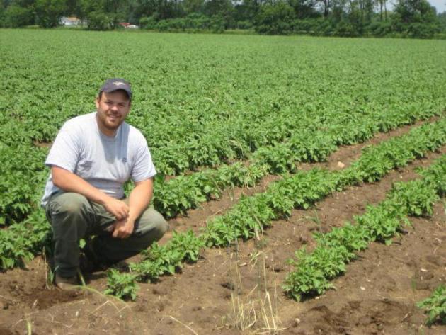 Описание сортовой картошки Синеглазка — сроки созревания