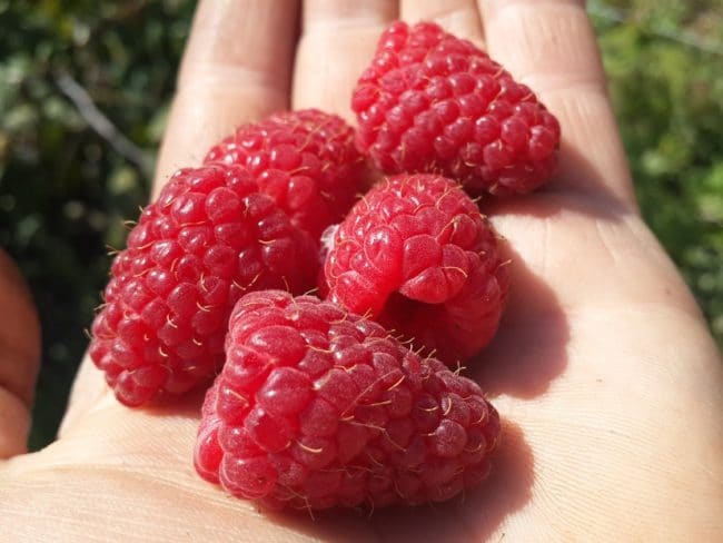 Ремонтантные сорта малины для средней полосы