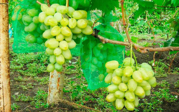 Описание сорта винограда Монарх (Monarch)