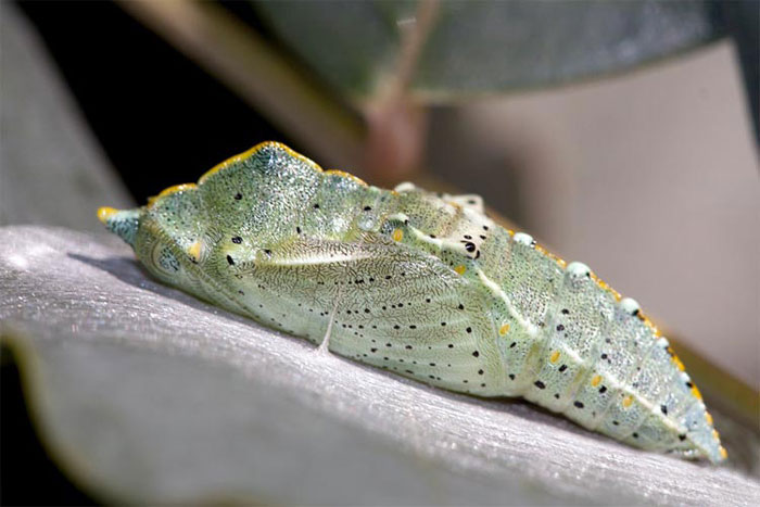 Методы эффективной борьбы с бабочкой-капустницей