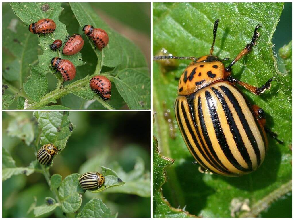 Среднеспелый сорт картофеля Наяда — описание корнеплода