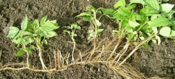 Израстание посадок