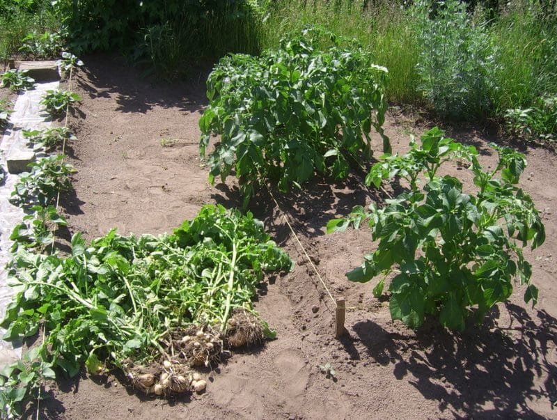 Что делать, если у картофеля высокая ботва и нет завязи?