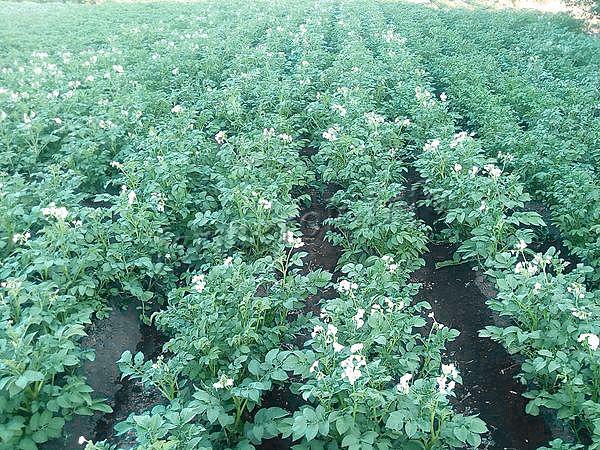 Почему при копке картофеля попадаются мягкие клубни — что за болезнь