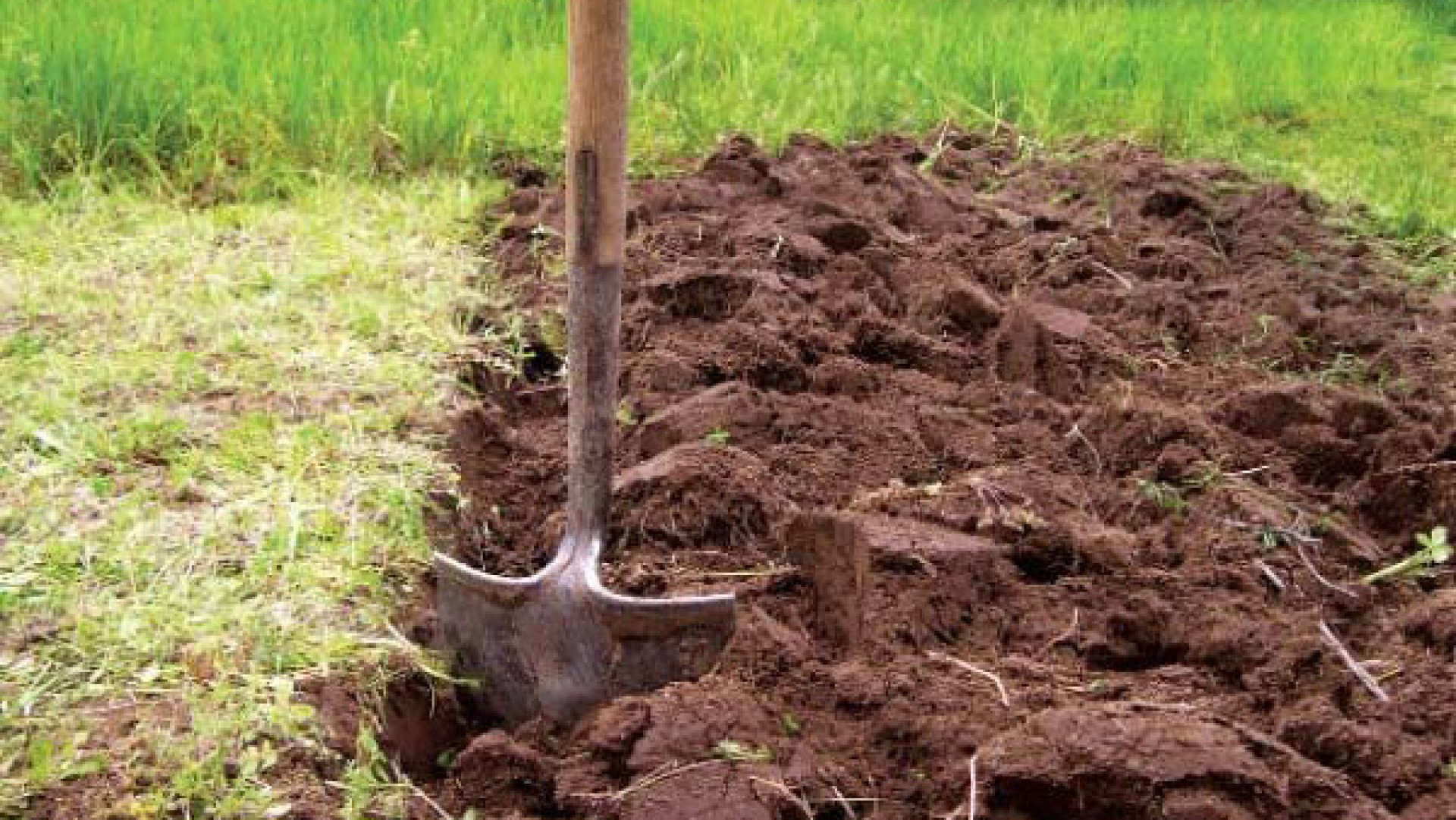 Причины появления и лечение парши картофеля