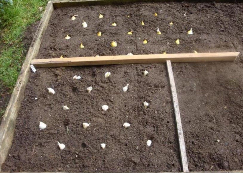 После каких культур лучше посадить озимый чеснок