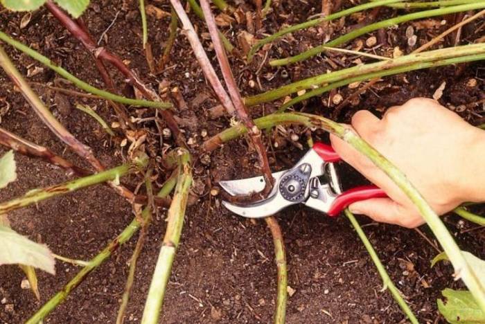 Можно ли размножать малину черенками осенью