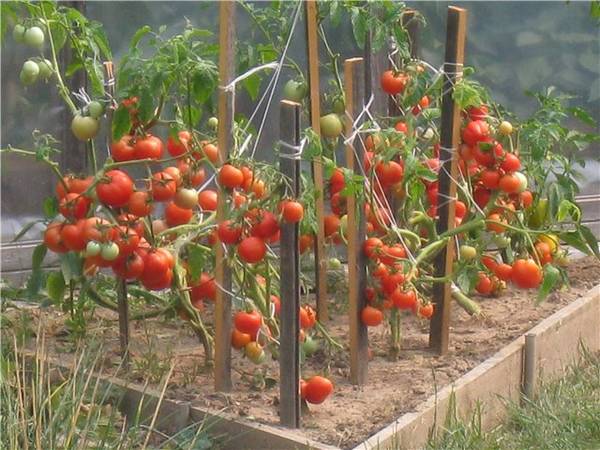 Особенности томата высокоурожайного сорта Санька