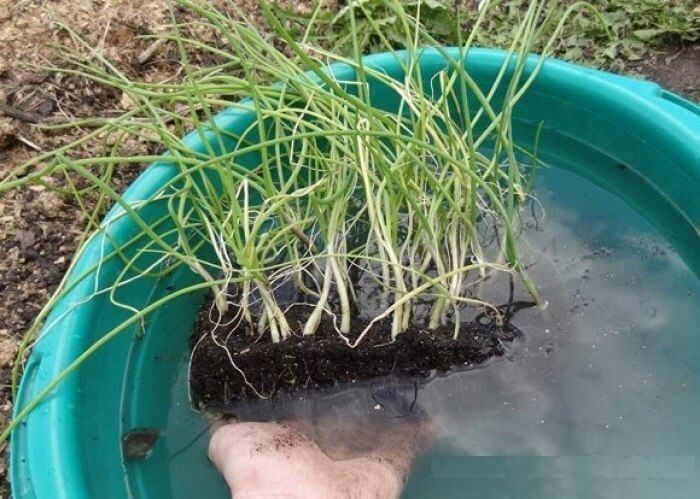 Характеристики популярных сортов лука батуна, высеивание и уход