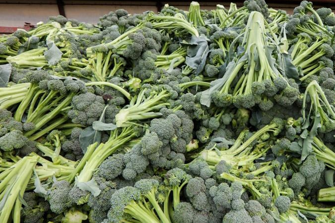 Выращивание и уход за брокколи в открытом грунте