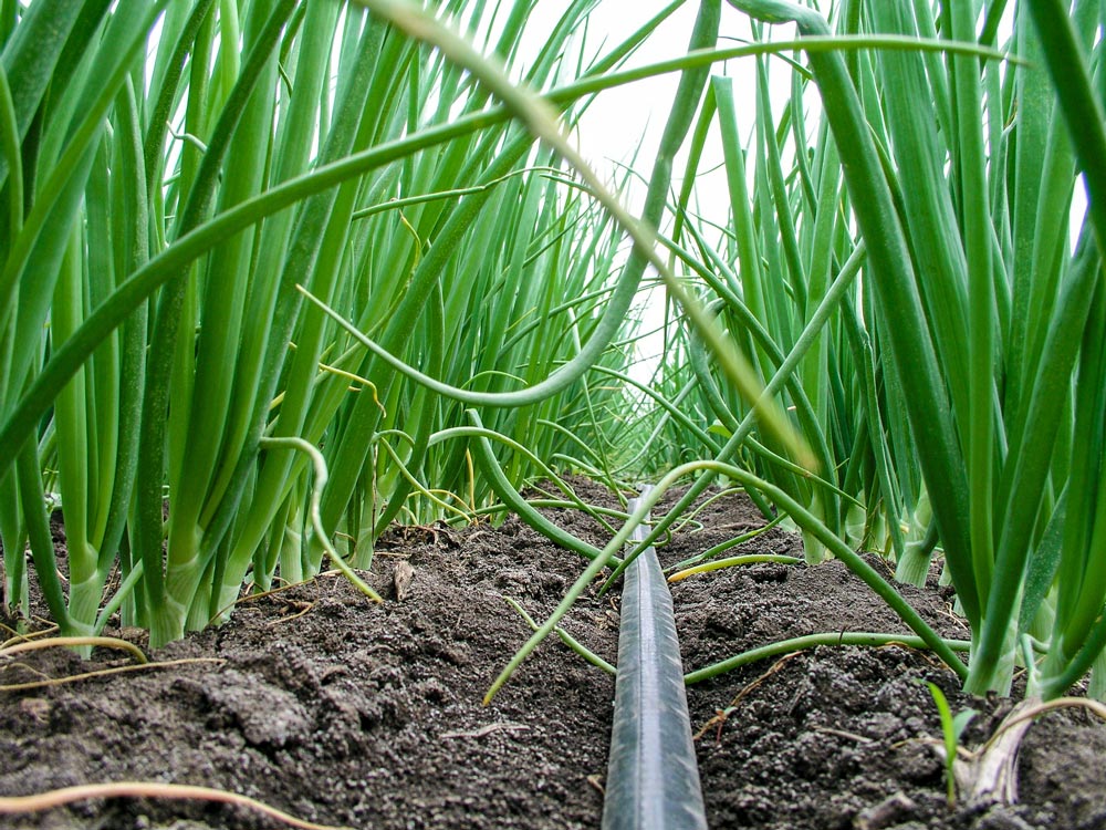 Все о луке-севке, характеристики лучших сортов, как сажать и выращивать