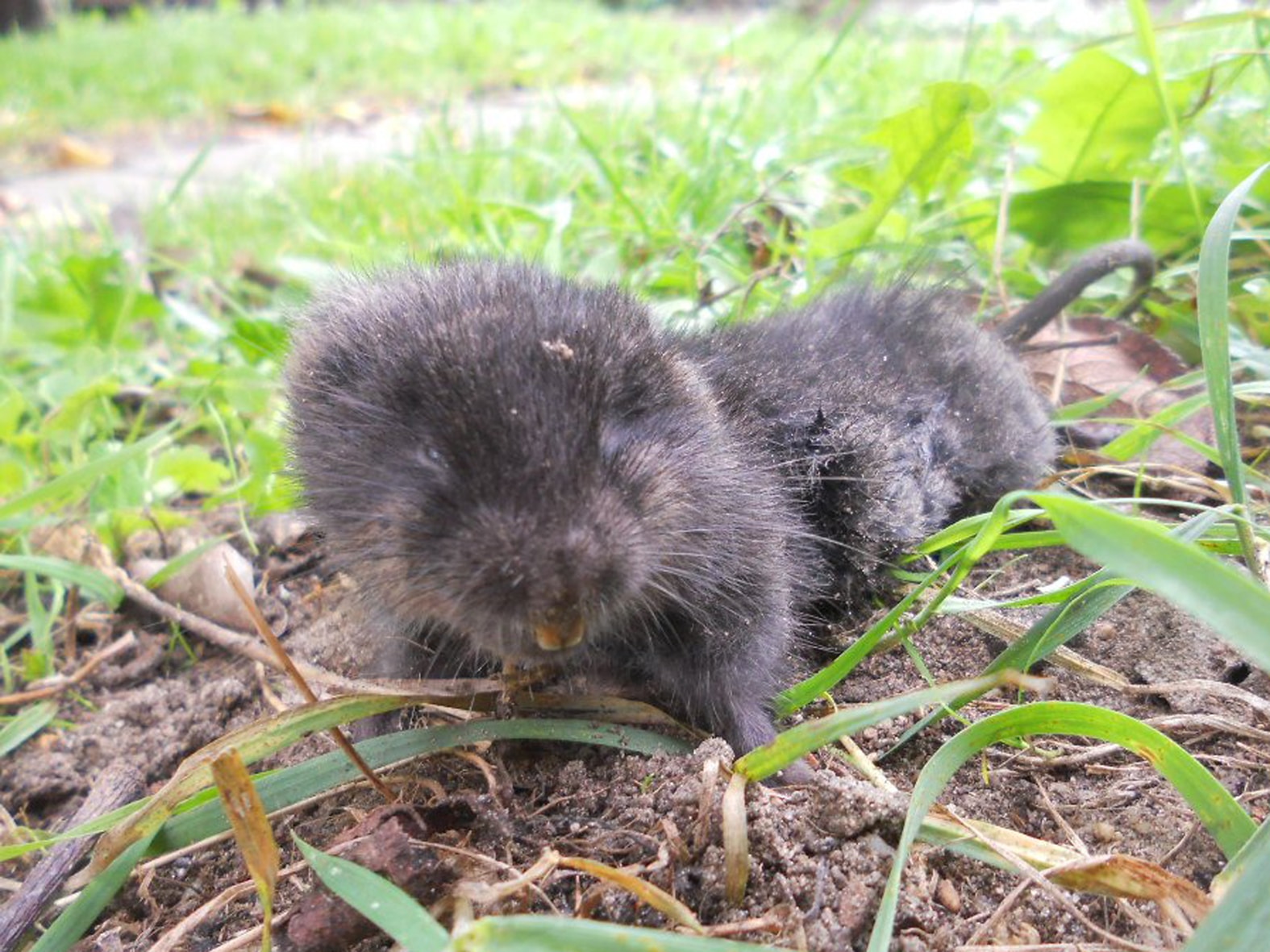 Почвенные вредители картофеля и меры борьбы с ними