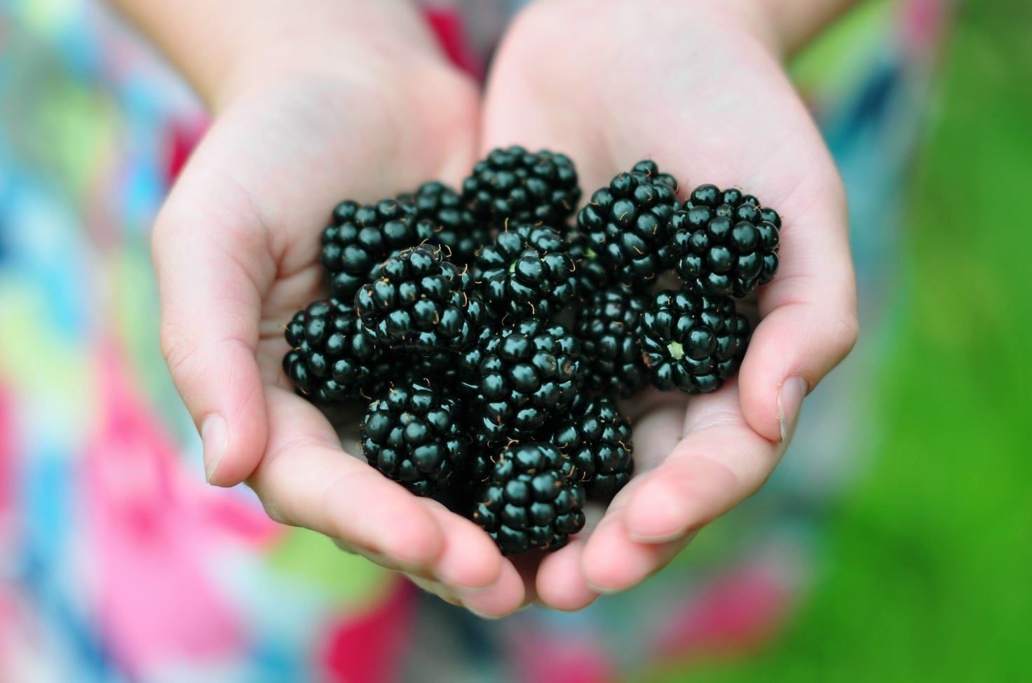 Правила посадки и ухода за садовой ежевикой