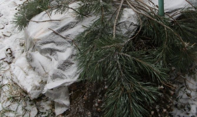 Способы и методы укрытия ежевики на зиму