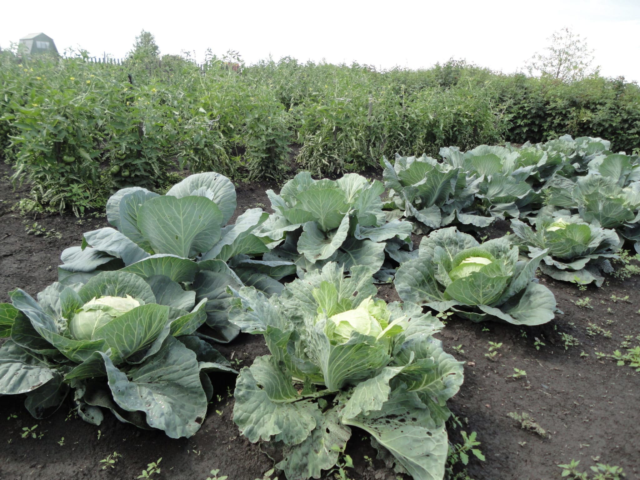 Выращивание рассады капусты в домашних условиях