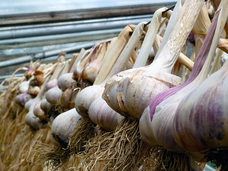 Лучшие дни по лунному календарю для посадки чеснока под зиму