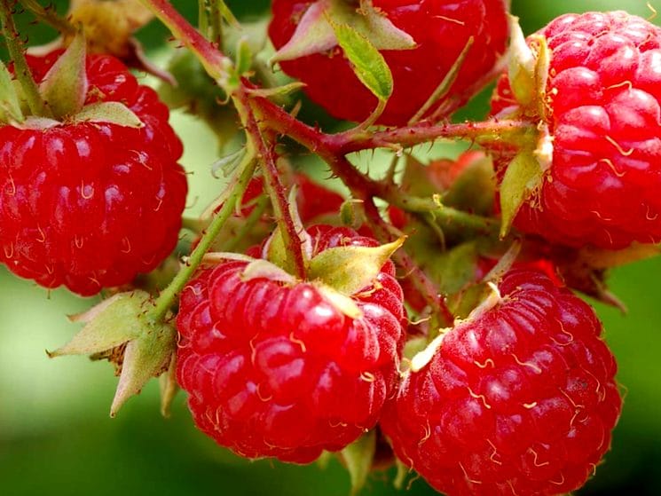 Как обрезать малину весной для хорошего урожая