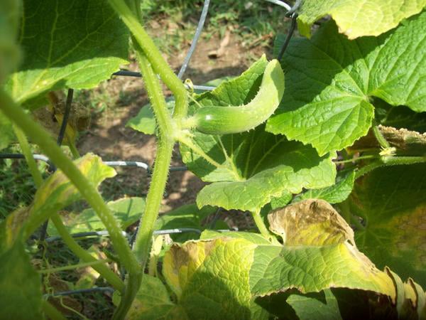 Приемлемая температура воздуха для роста огурцов ночью