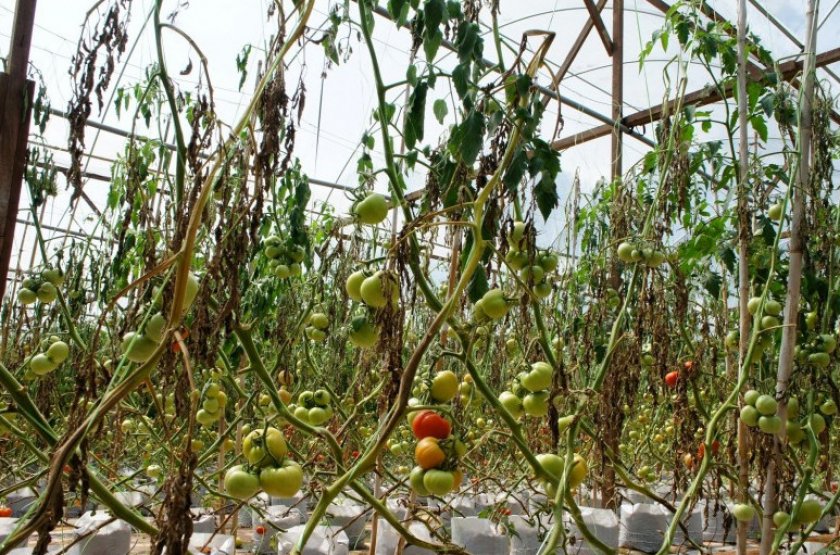 Особенности и свойства томата Полосатый шоколад