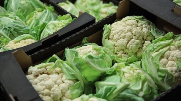 Уборка цветной капусты в открытом грунте