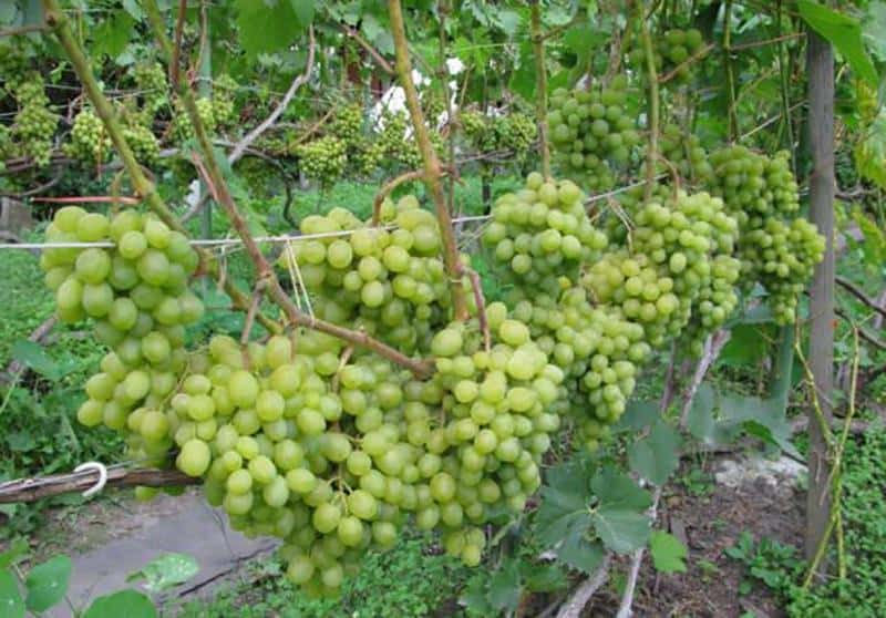 Правила разведения винограда Гарольд раннего созревания
